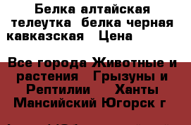 Белка алтайская телеутка, белка черная кавказская › Цена ­ 5 000 - Все города Животные и растения » Грызуны и Рептилии   . Ханты-Мансийский,Югорск г.